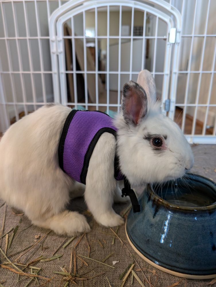 A small white bunny wearing a purple harness leans over a blue water bowl