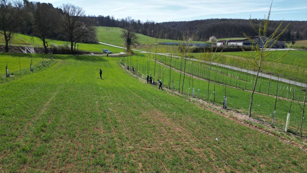 Agroforestry site at Gladbacher Hof (Hesse, Germany) with project members of SP3 and SP5 working at it (Photo: Eva-Maria Minarsch).