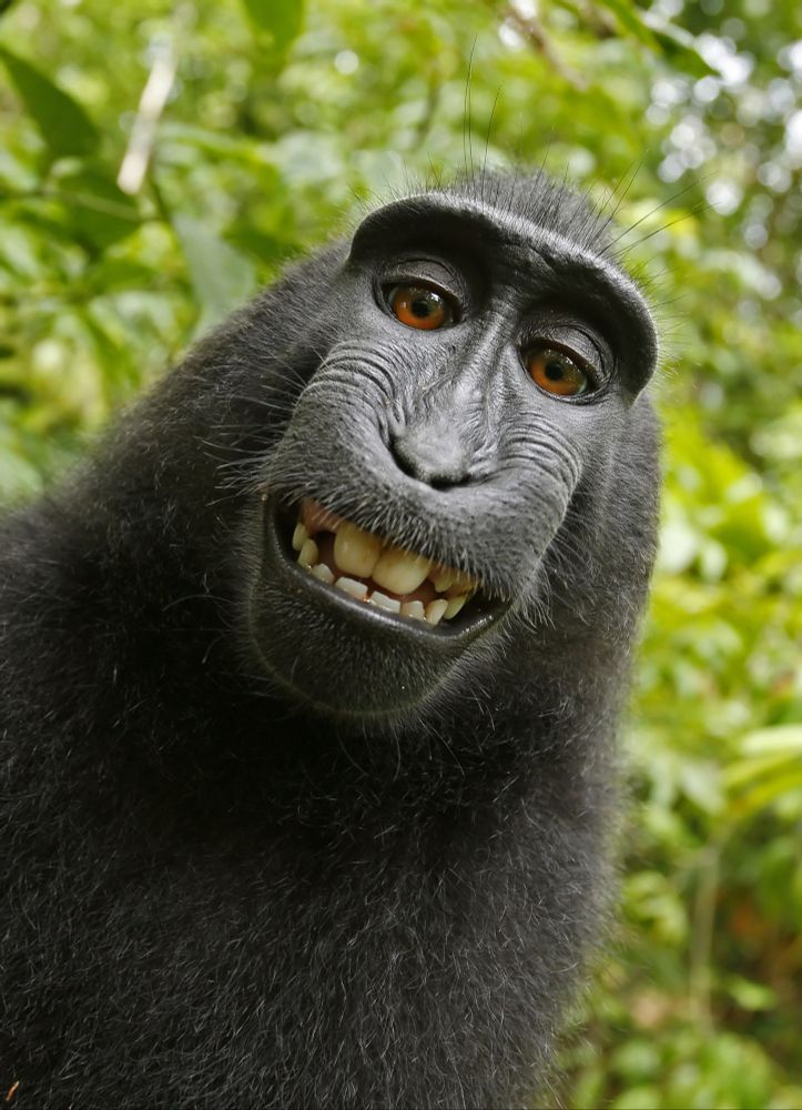 Naruto the monkey, smiling at the Camera, proud of having broken copyright law.