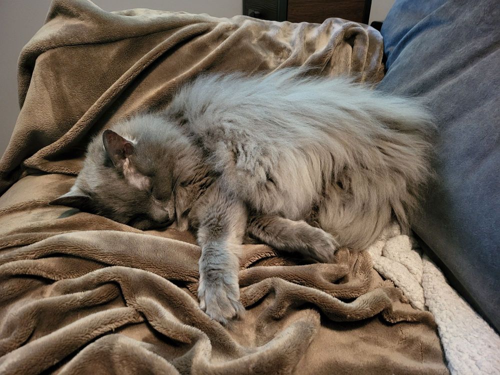 A picture of the cutest, most gorgeous cat you've ever seen. She has very fluffy, grey-blue fur and is comfortably taking a nap in a comfy looking recliner.