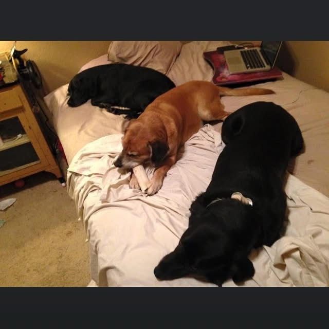 Three dogs in bed 