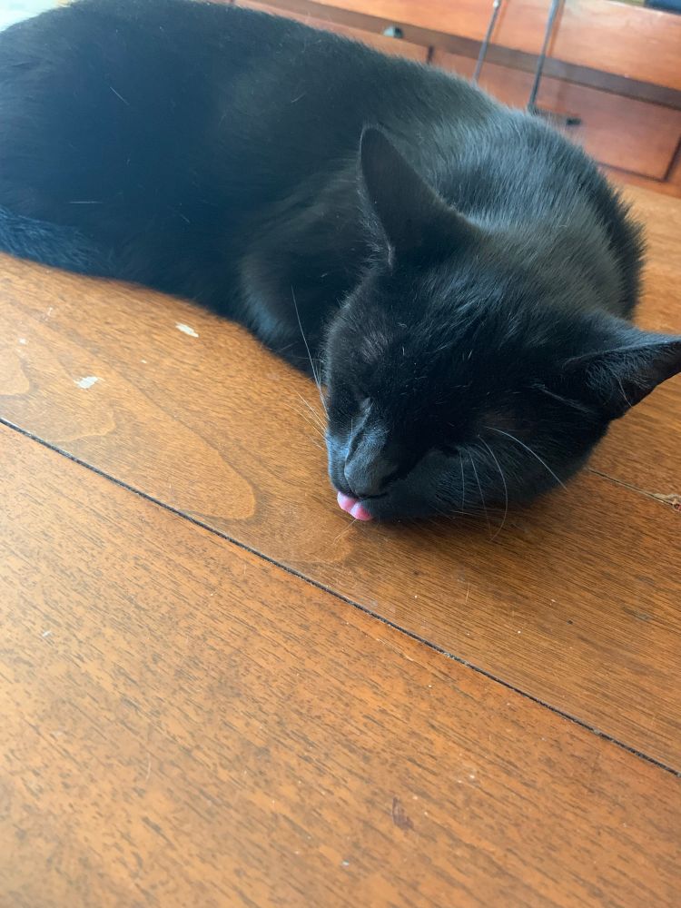 Clarence the black cat rests on the hardwood floor with his pink tongue showing in an epic blep 