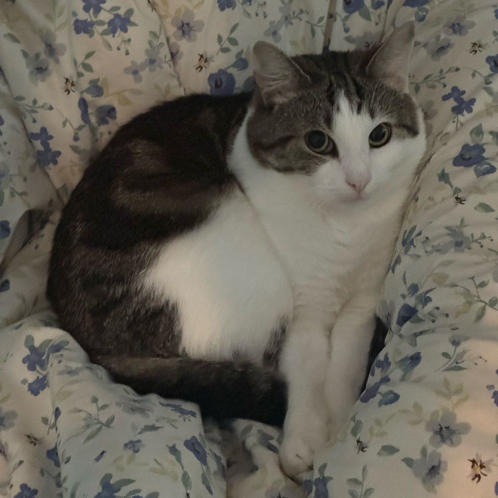 cat curled up with her paws sticking out and looking towards camera