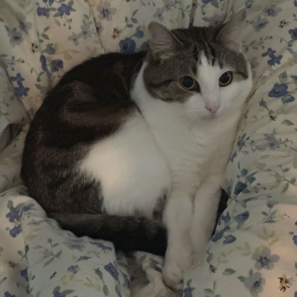 cat curled up with her paws sticking out
