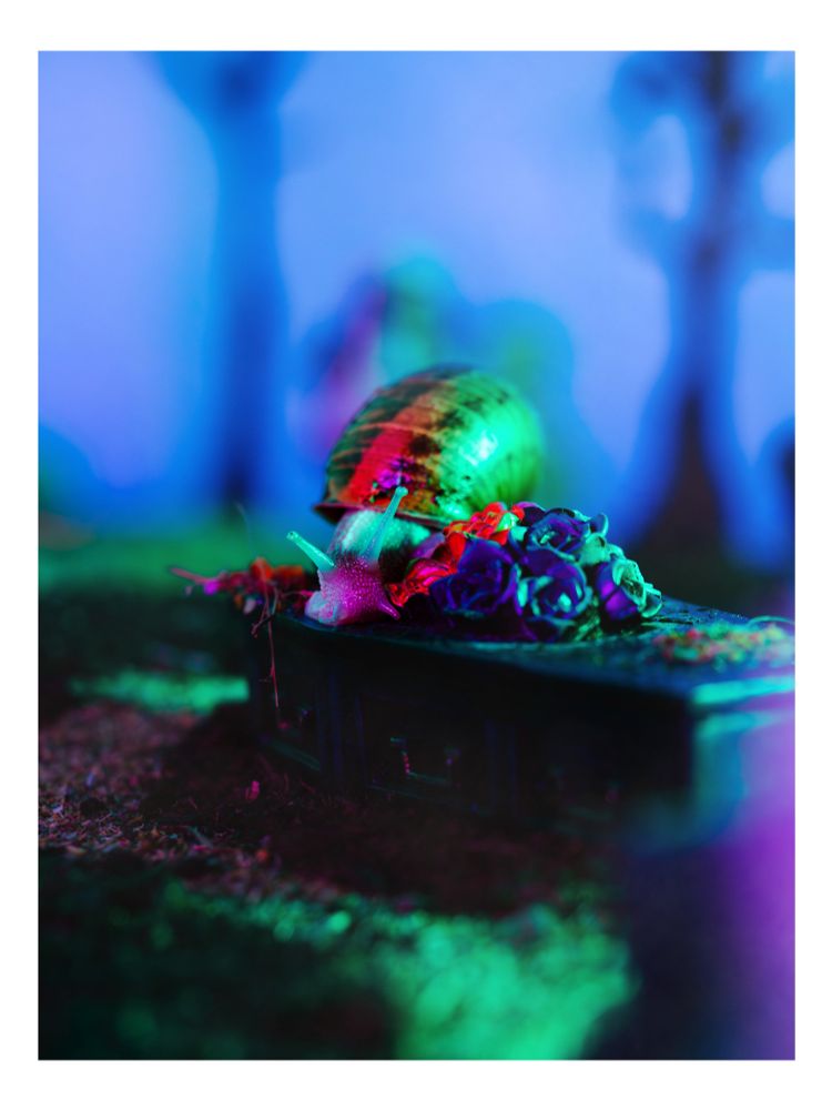 Courtney dimoffs image of her pet snail in a graveyard scene she built just for such an occasion. 