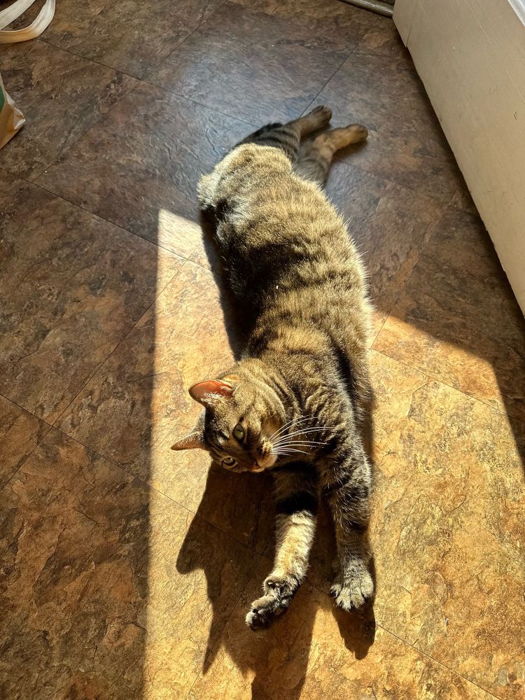 A tabby cat lies stretched out in a square patch of sun on a brown linoleum floor, her front paws stretched long in front of her as she side eye’s the camera. Her soft fur glistens in the sun. Her name is Merlin.
