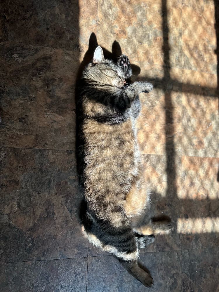A tabby cat with short legs lies stretched out on the floor in a patch of sun, one paw is grooming her face