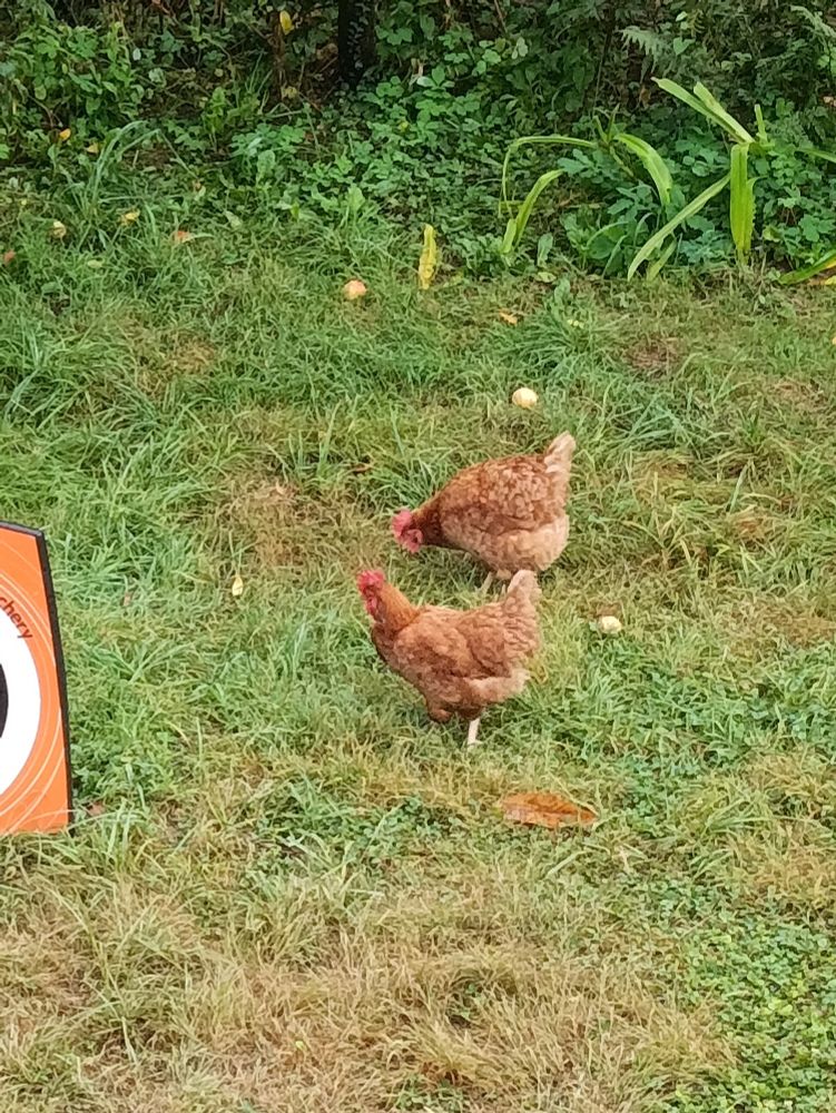 Deux poules rousses sur une pelouse.