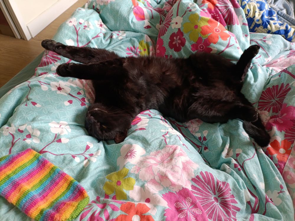 Chat noir sur le dos présentant son doux bidon