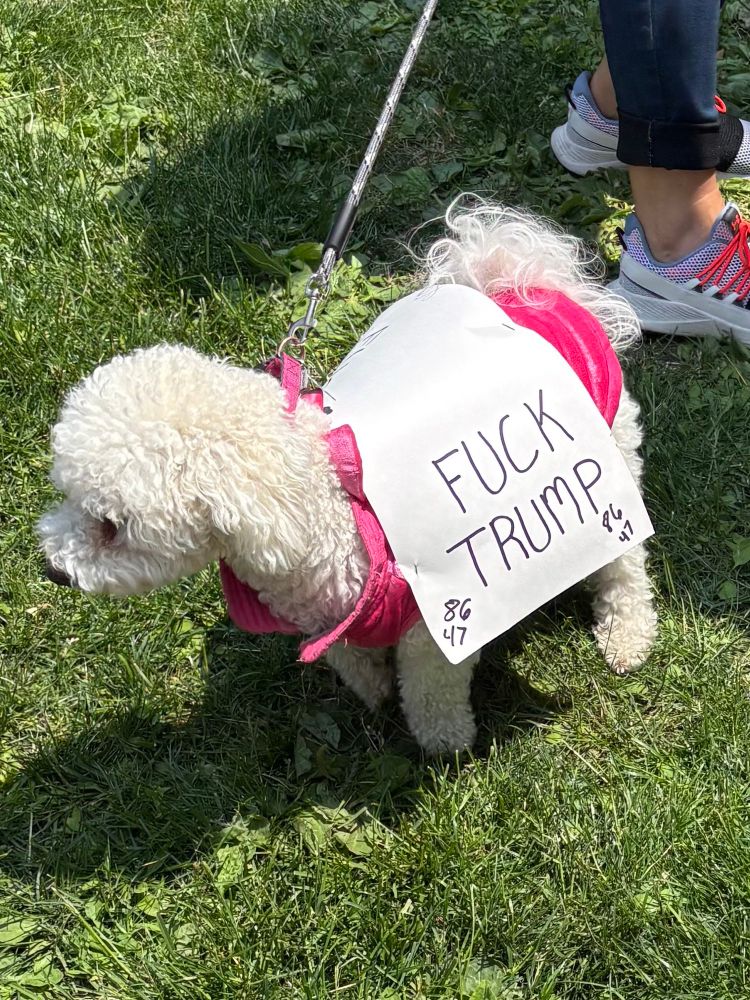 No Kings protest in Milwaukee, Wi. A small, adorable, fluffy, white dog with a sign that reads Fuck Trump