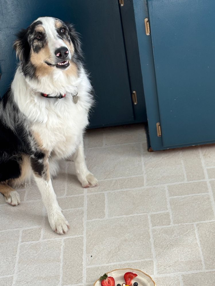 Willie the Aussie sitting like a good boy in front of his birthday treat, strawberries and ice cream.