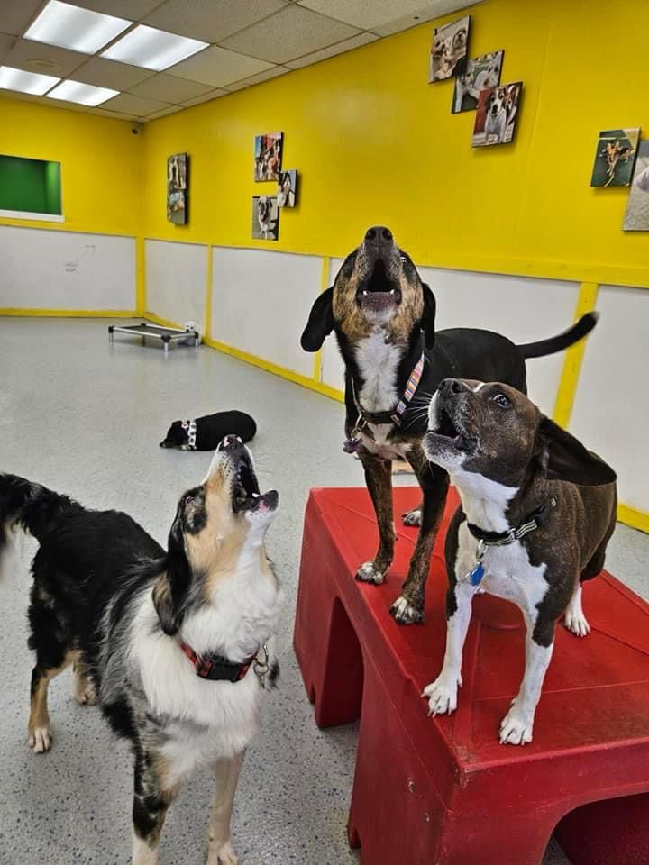 Three dogs howling at doggy daycare.