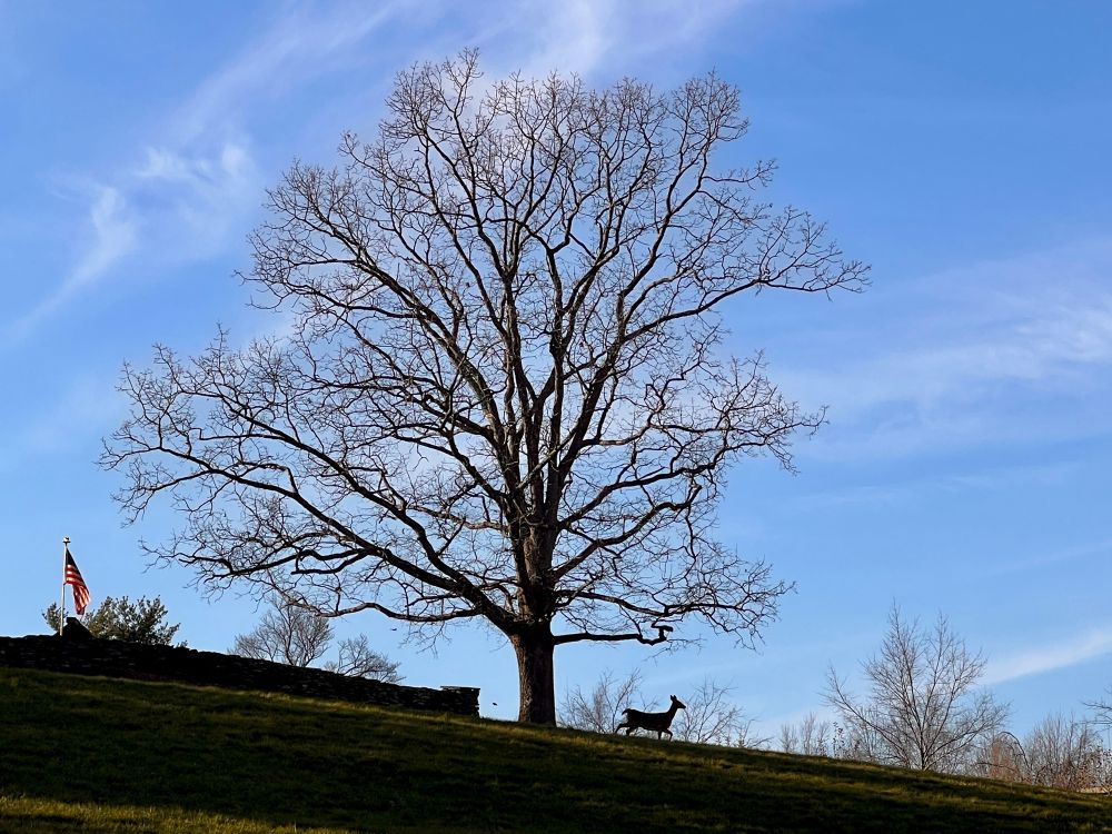 Oak tree on a hill with a deer 