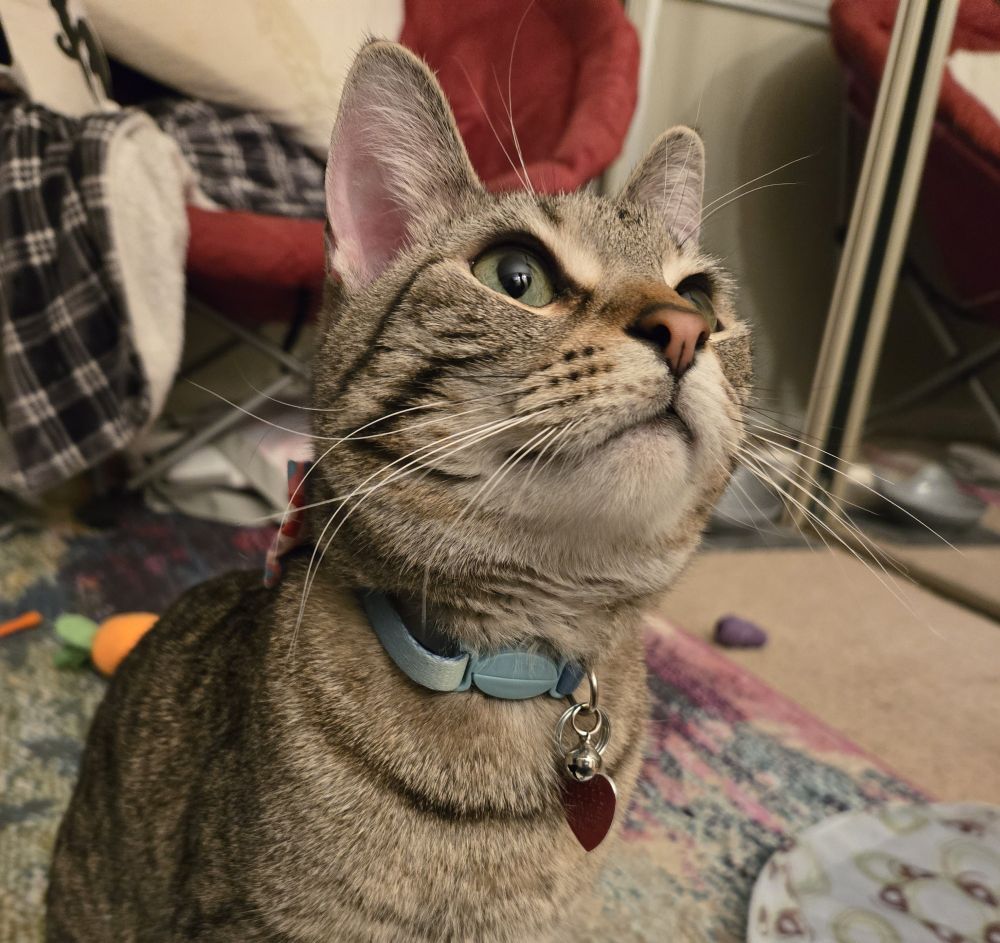 A brown tabby cat with green eyes is sitting. He looks up and to the right of the camera. He has a blue collar and a red tag.