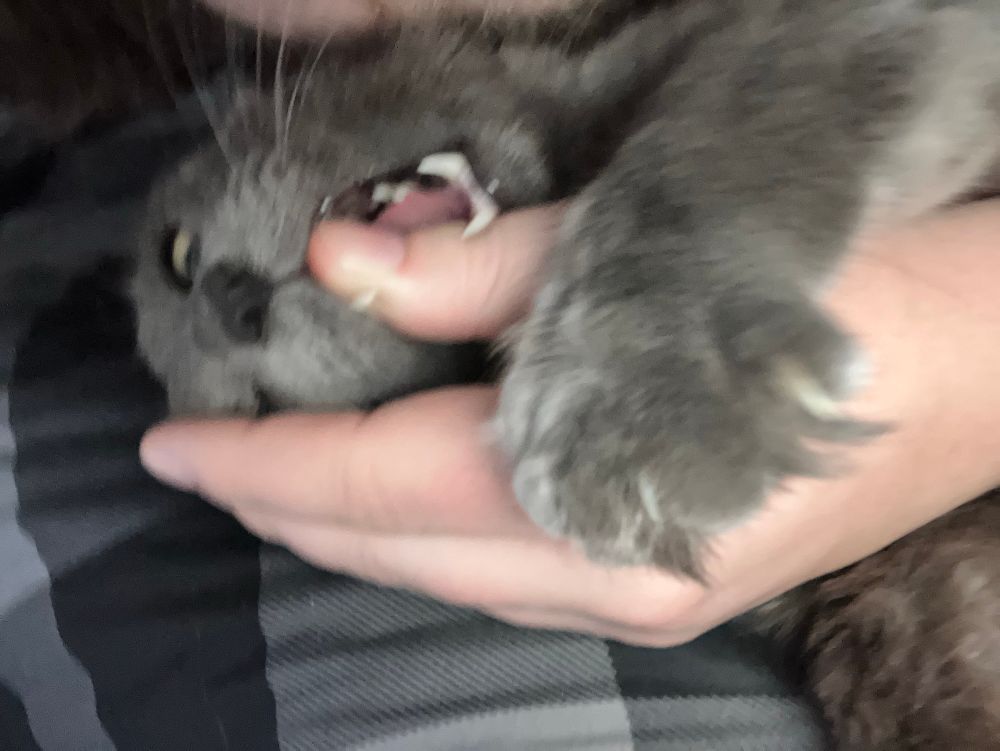 My lovely cat is biting the hell out of my thumb 