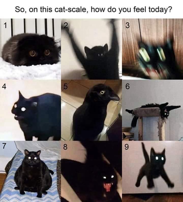 So, on this cat-scale, how do you feel today?

Cats 1-9 in different states of agitation