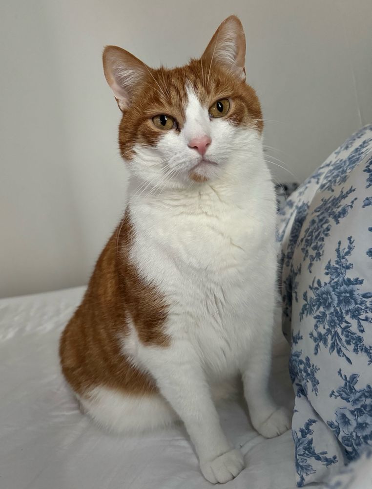 Orange and white cat sitting next to a pillow 