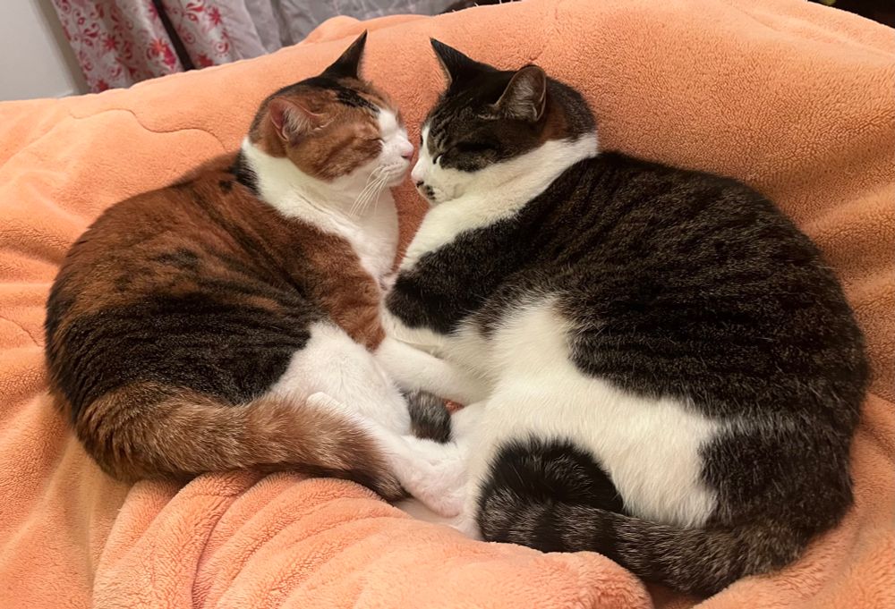 オレンジ色の毛布の上で丸くなって向き合っている2匹の猫