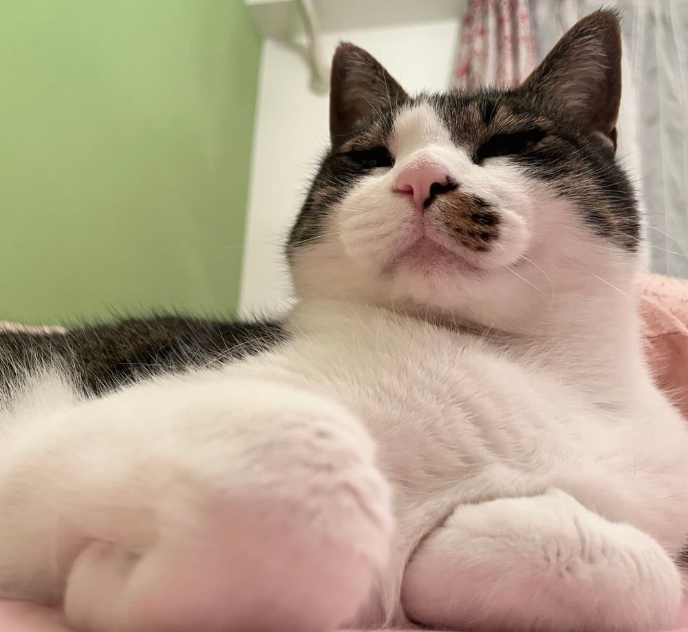 下から撮影したくつろぐキジ白猫の写真
目を細めている