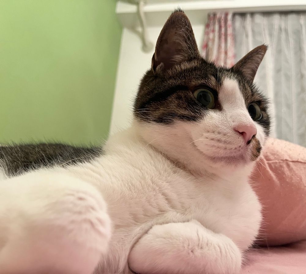 下から撮影したくつろぐキジ白猫の写真
横を向いている