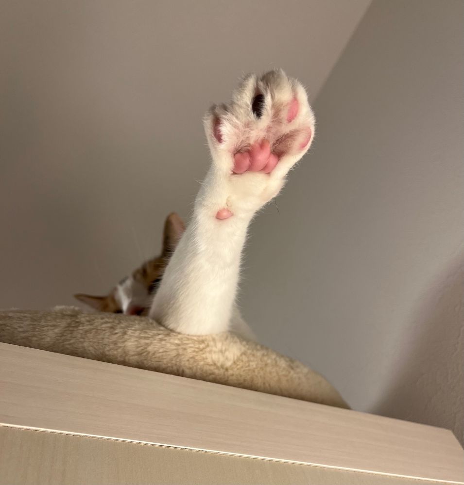 猫の伸ばした腕のアップ ピンクと黒の肉球