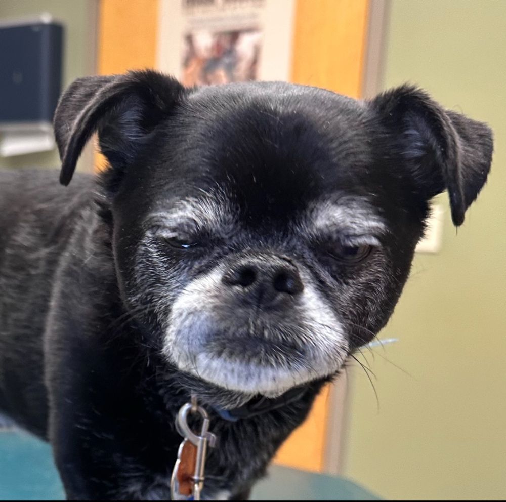 A little old black & white dog making a very annoyed face