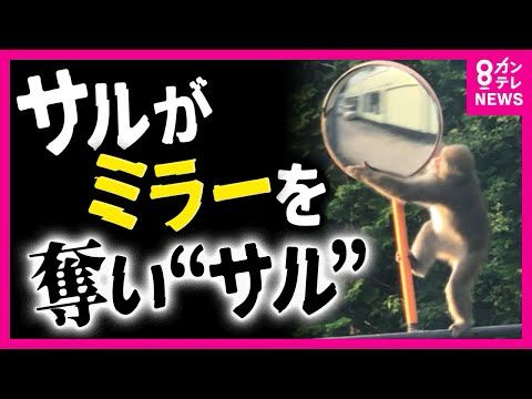 車の「サイドミラー」をサルが奪い”サル”！？京都の町で被害150件にも…サルが「ミラー」を狙う理由とは？！〈カンテレNEWS〉
