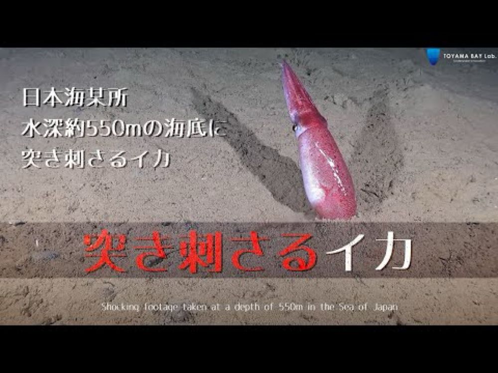 【深海映像】衝撃映像　水深550mの海底に突き刺さるイカ　水中ドローン映像