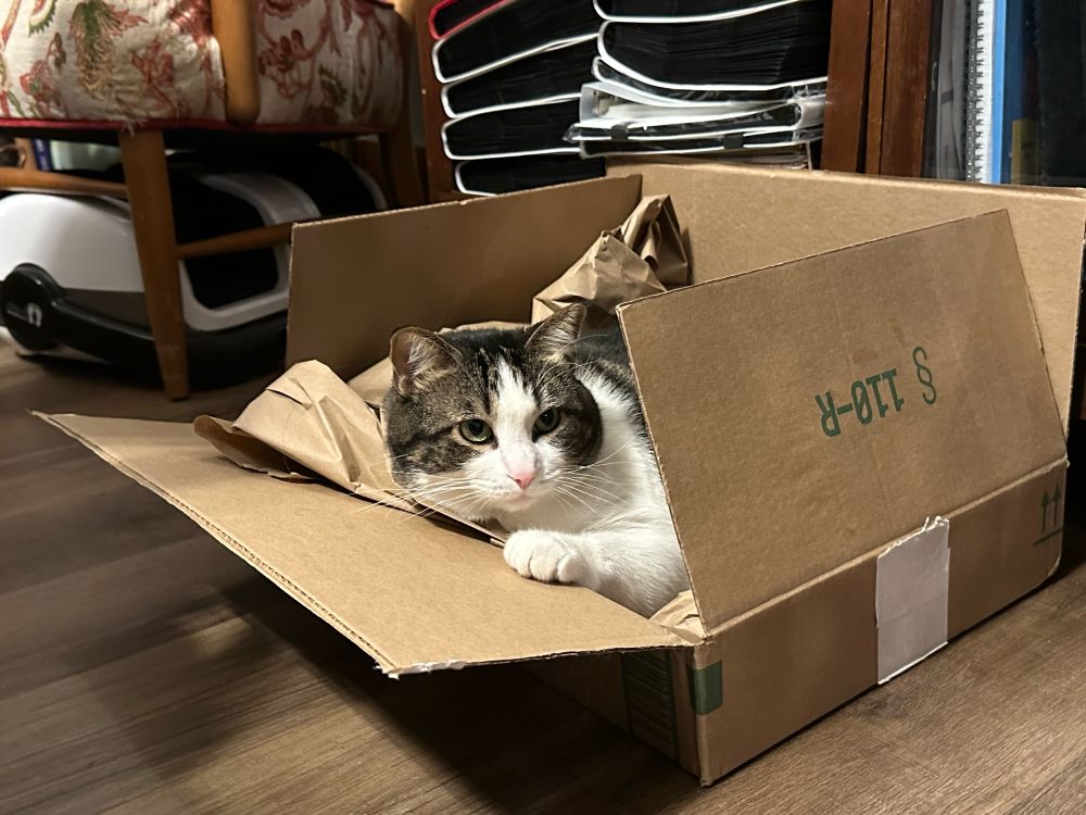 a round-faced cat with fluffy ears comfortably lounging in a cardboard box padded with crumpled brown paper. 