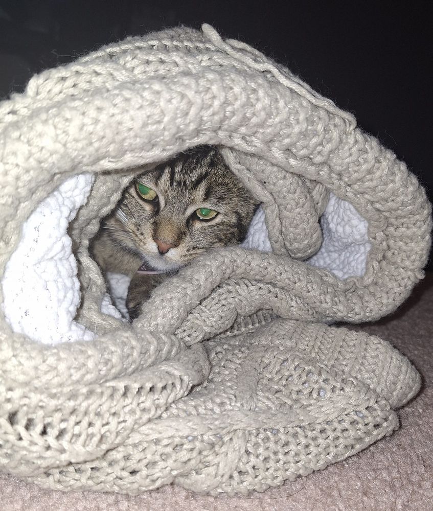 Annoyed cat peeking out of a blanket burrito.