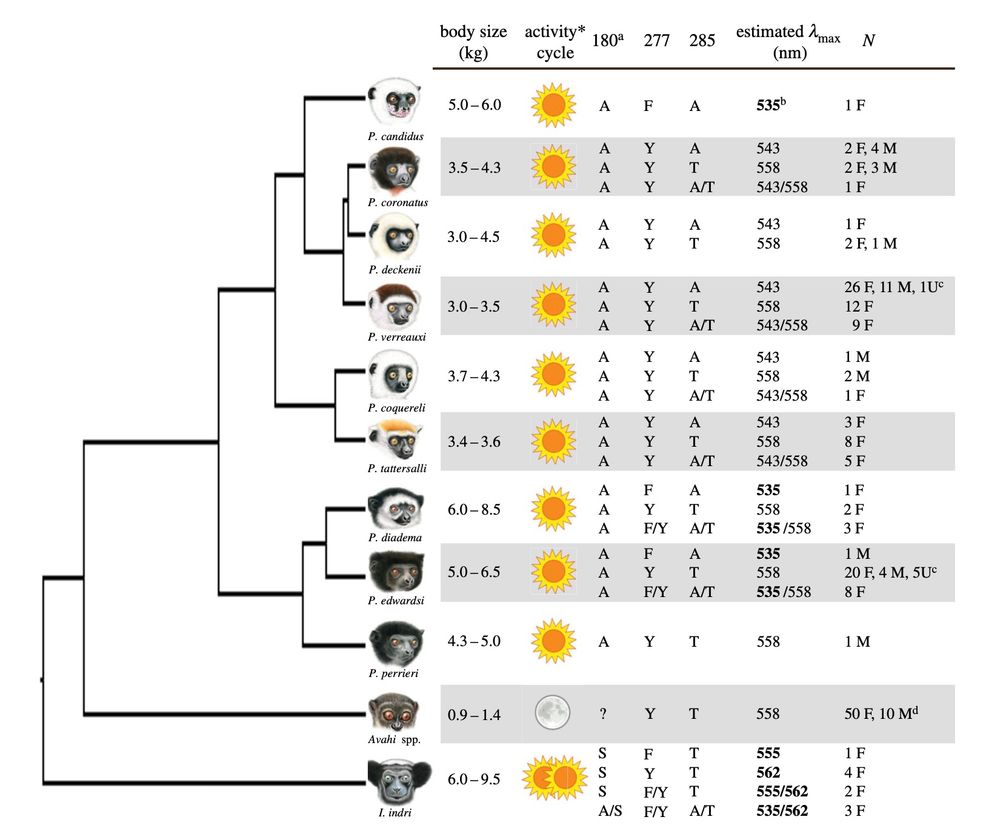 A phylogenetic tree of 11 lemur species, including Indri indri, displaying amino acid variants at three key functional sites (180, 277, and 285) in the opsin gene. A table to the right provides data for each species, including body size, activity cycle, genetic polymorphism at these sites, estimated spectral sensitivities, and sample sizes. I. indri is a highly diurnal species, weighing ~6–9 kg, and exhibits the greatest number of genetic variants among the sampled lemurs.