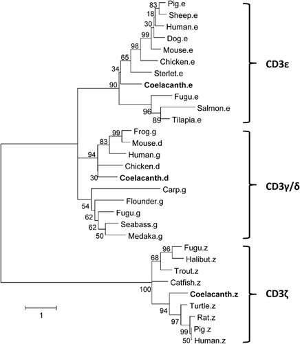 A Maximum Likelihood phylogenetic tree of CD3 proteins was constructed using 30 predicted amino acid sequences across vertebrates. The analysis, based on 234 aligned positions, reveals evolutionary relationships among CD3 subunits (γ, δ, ϵ, ζ), highlighting lineage-specific divergence and conservation in immune signaling.