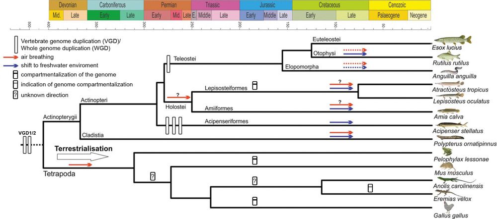 A time-scaled tree of Osteichthyes highlights genomic and ecophysiological shifts, including whole genome duplications, base compartmentalization, air breathing, and terrestrialization. Gars uniquely show GC compartmentalization among actinopterygians. GC heterogeneity may have arisen multiple times in amniotes or been lost in some reptiles.