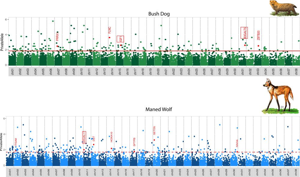 The figure displays the proportion of private genetic variants in the bush dog (top, green) and the maned wolf (bottom, blue). Identifying private variants in species with divergent traits can help uncover the genetic basis of their differences. The X-axis represents chromosomes, while the Y-axis indicates the number of private alleles. Genes associated with limb elongation are highlighted with red rectangles.