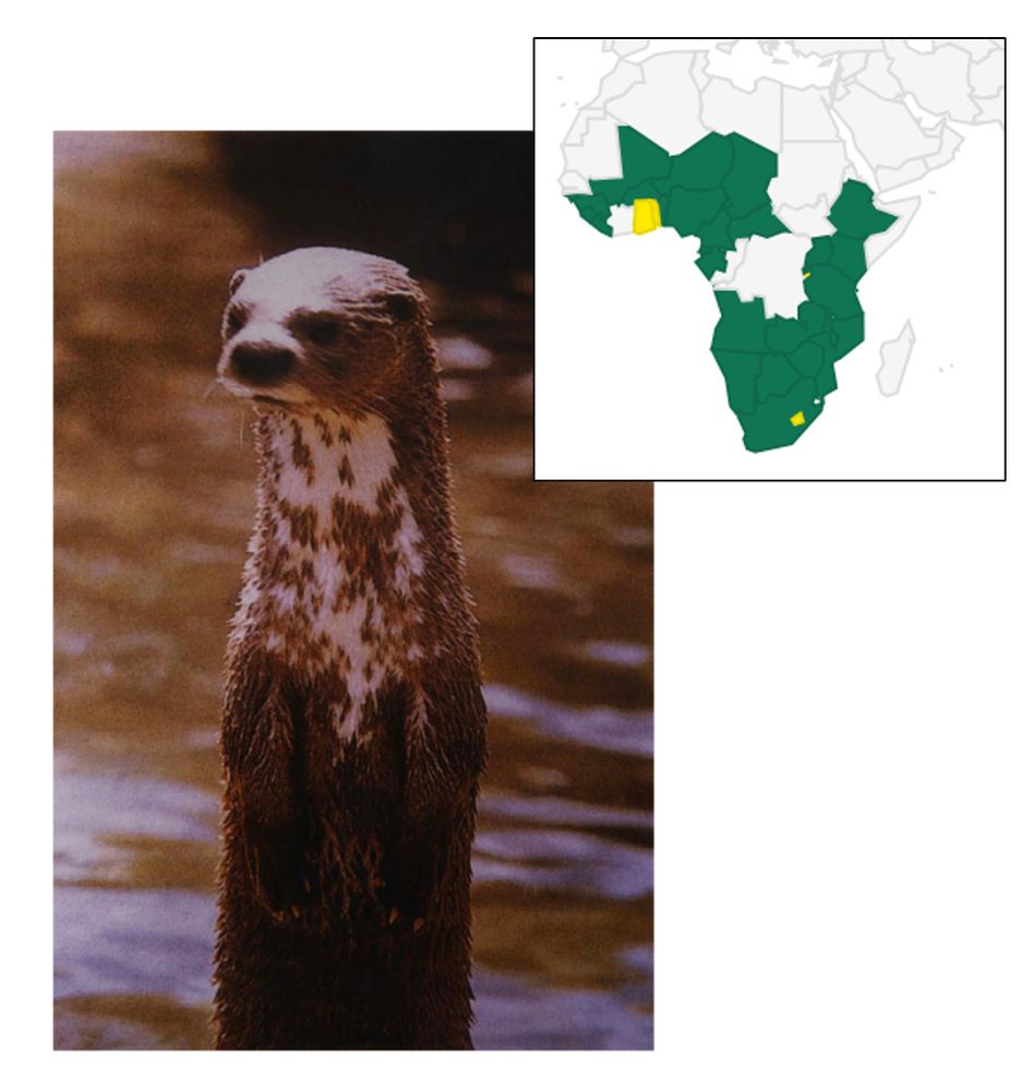 Handsome otter peering from the water (Photo courtesy of Michael Somers) and their distribution across Africa