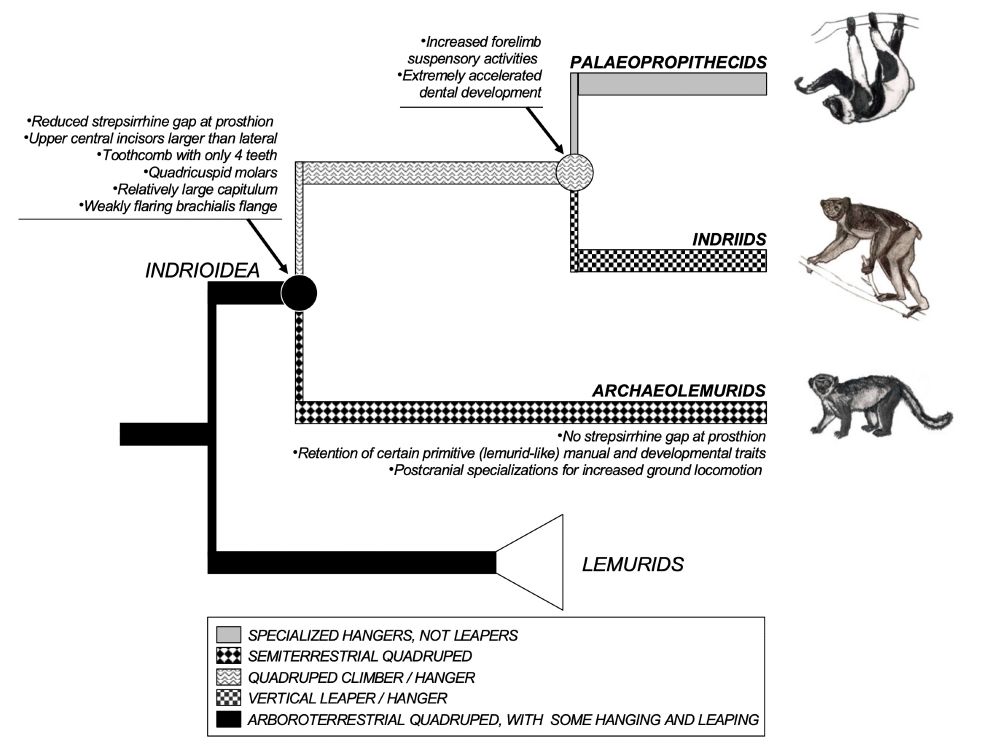 Model for the evolution indrioids from Orlando et al. (2008). The model places Archaeolemurids as an outgroup for both Indriids and Palaeopropithecids, and indicate in which lineage traits such as increased forelimb activities, accelerated dental development, and postcranial specializations for increased ground locomotion have arisen.