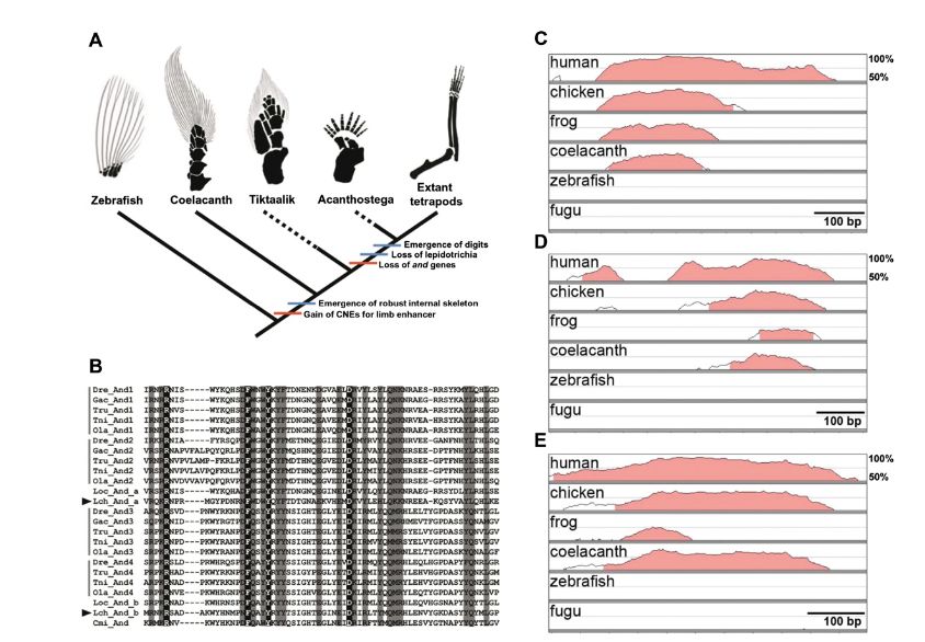 A genome comparison across vertebrates reveals genetic signatures of the fin-to-limb transition. Coelacanths retain key limb-associated enhancers (bmp7, gli3, grem1-fmn1), highlighting conserved regulatory elements. Alignment analyses show evolutionary shifts in limb development genes, shedding light on tetrapod origins.