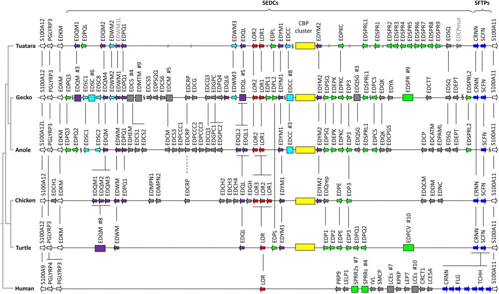 Organization of the epidermal differentiation complex (EDC) in the tuatara. Genes of the EDC locus of the tuatara (Sphenodon punctatus) are compared to those of the Japanese gecko (Gekko japonicus), anole lizard (Anolis carolinensis), chicken (Gallus gallus), turtle (Chrysemys picta bellii) and humans. Genes are displayed by arrows pointing in the direction of transcription. Rectangular boxes indicate clusters of similar genes with numbers of genes (#) in these cluster being shown above the boxes. Orthologies of genes and gene families in different species are indicated by vertical lines.