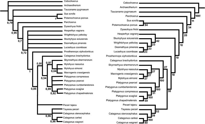 Phylogenetic tree of new world pigs with former species classification at tips. Single most parsimonious tree from implied weighting analysis with Relative Bremer Supports (RBS) on each node (Right) and Bayesian inference with posterior probability on each node (Left)