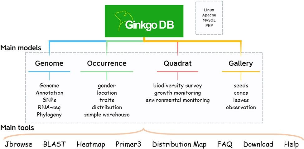 GingkoDB includes four sets of data: genome data, geographic location data, monitoring data of both species and habitats from 27 plots of natural ginkgo forests, field morphological photos and scanned phenotypic images of various ginkgo materials.