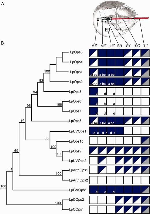 A schematic and phylogenetic tree of Limulus opsins show their distribution across eyes and the nervous system. Opsin transcripts were detected in various tissues, including the brain and tail, with some linked to known photosensitive cells. This highlights the diverse roles of opsins in Limulus vision and neural function.