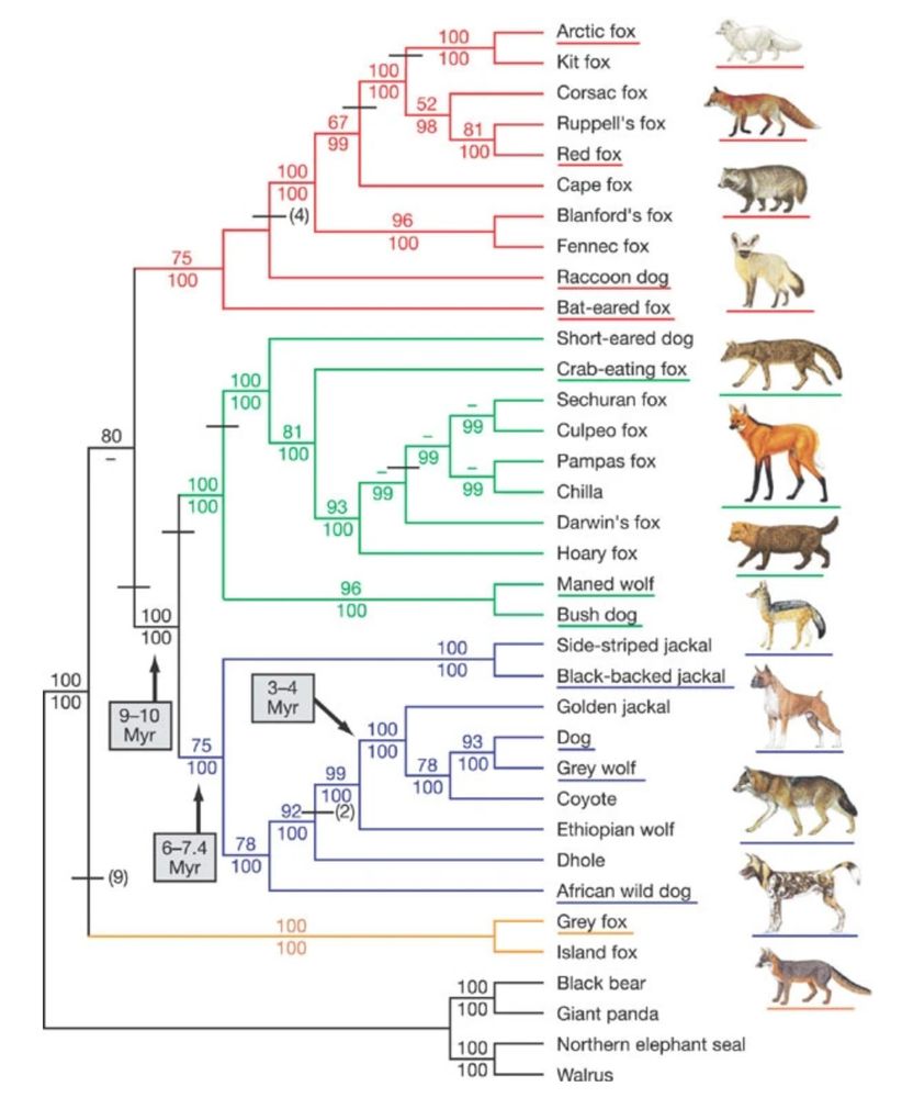 Shown is a phylogenetic tree for canids based on ∼15 kb of DNA sequence. Branch colors identify the red-fox-like clade (red), the South American clade (green), the wolf-like clade (blue) and the grey and island fox clade (orange). Underlined species names are represented with corresponding illustrations. The figure features an image of the Maned Wolf (2025 MMM combatant), as well as other canids such as the Arctic fox, red fox, domestic dog, coyote, and the African Painted Dog (2024 MMM combatant).