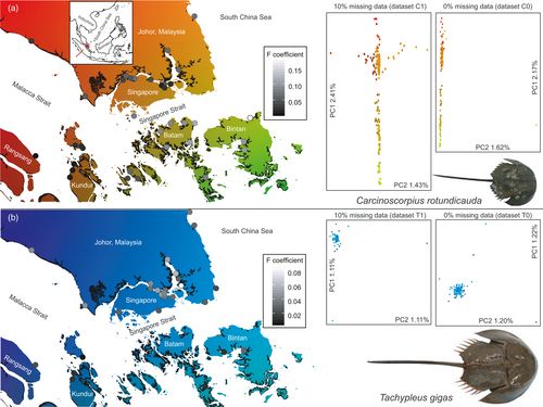 Genetic differentiation of two horseshoe crab species across the Singapore Straits. Sampling localities are illustrated as circles whose gray scale corresponds to locality-specific F coefficients (calculated based on datasets C0 and T0). PCA plots are re-scaled according to PC values, with the color of sample points adjusted to the color gradient on map. (a) C. rotundicauda; (b) T. gigas. Mangrove distribution by Giri et al. (2011) is illustrated as dark-shaded coastal areas