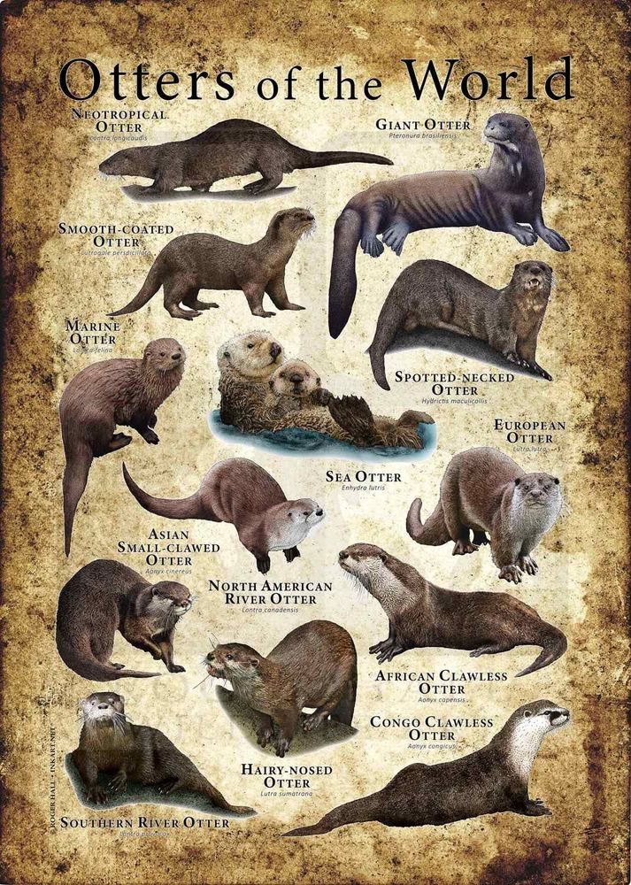 There are thirteen species of otter in existence today. They’re found various environments on every continent (except Antarctica and Australia.) The poster print features a fine art illustration of all species of otter or Lutrinae including of the world’s most endangered wildlife.