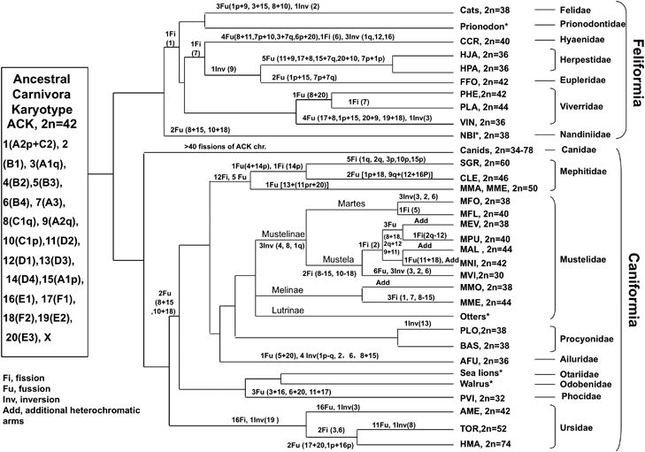 Phylogenetic tree (depiction of evolutionary relationships of species) showing the 2N (diploid) karyotype numbers across feliforma and caniforma. Notably, the felids (Felidae) all have 2N = 38. Various fission and fusions (breaking apart and fusing of carnivores are annotated.