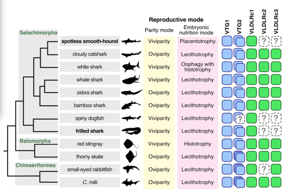 "Cross-species comparison of VTG and VLDLR gene repertoires in Chondrichthyes. The colored box number on the right shows the number of
orthologs identified in their genomes or transcriptome assemblies for individual species. Question marks indicate possible orthologs that could not be identified
but are inferred only with transcriptome data and remain to be confirmed with whole genome sequencing. The reproductive mode of each species is shown to
the right of the species name."