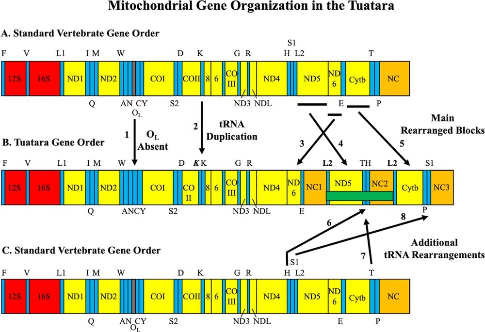 Mitochondrial genome gene arrangements depicted as a linear bar for what is a circular molecule. A The standard vertebrate mt-gene order presumptive as ancestral among vertebrates. B The mt-gene order discovered in complete mt-genomes of the Tuatara showing extra NC blocks and duplicated tRNAs. C The standard vertebrate mt-gene order as in “A” above.