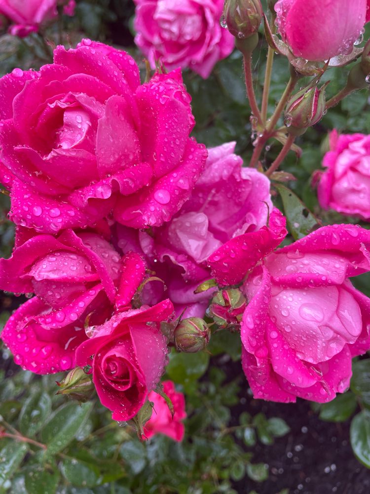 A bunch of fuchsia roses covered in rain drops