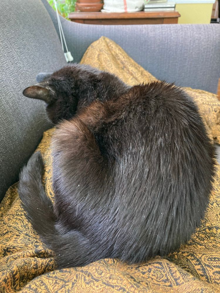 a black cat curled up on a lap