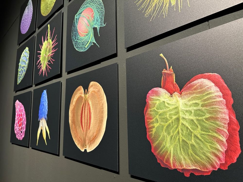 A gallery of colourful, wall-mounted micro images by Rob Kesseler depicting plant forms, on display at a new exhibition.
